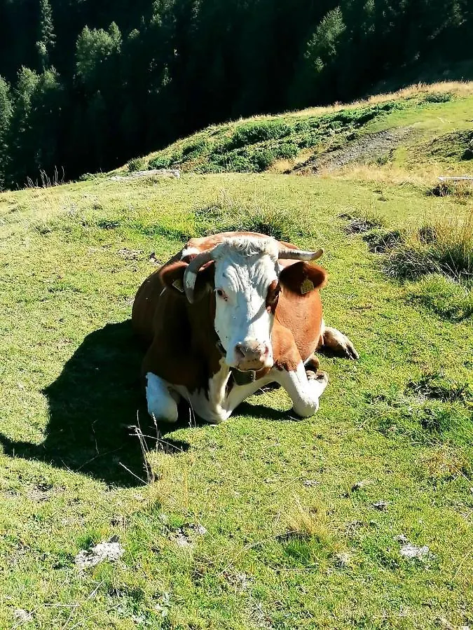 Appartamento Casa Carcentina Bormio